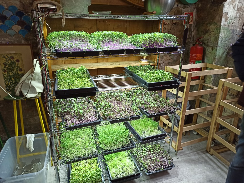 Ecological sprout boxes