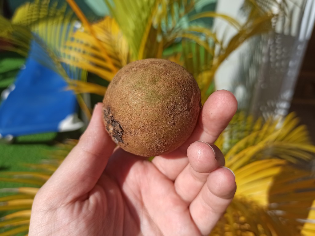 TOP 15 Exotic fruits you MUST try in the Dominican Republic - chikoo