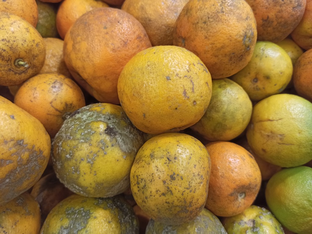 TOP 15 Exotic fruits you MUST try in the Dominican Republic - oranges