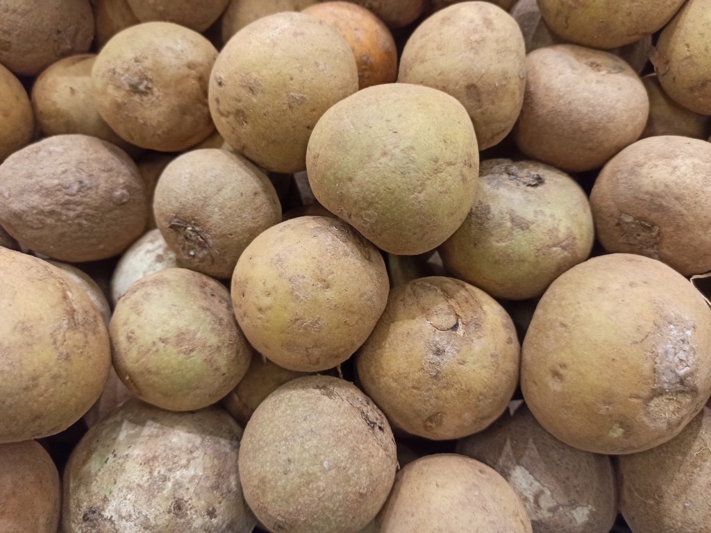 TOP 15 Exotic fruits you MUST try in the Dominican Republic - nispero TOP 15 Exotic fruits you MUST try in the Dominican Republic - nispero