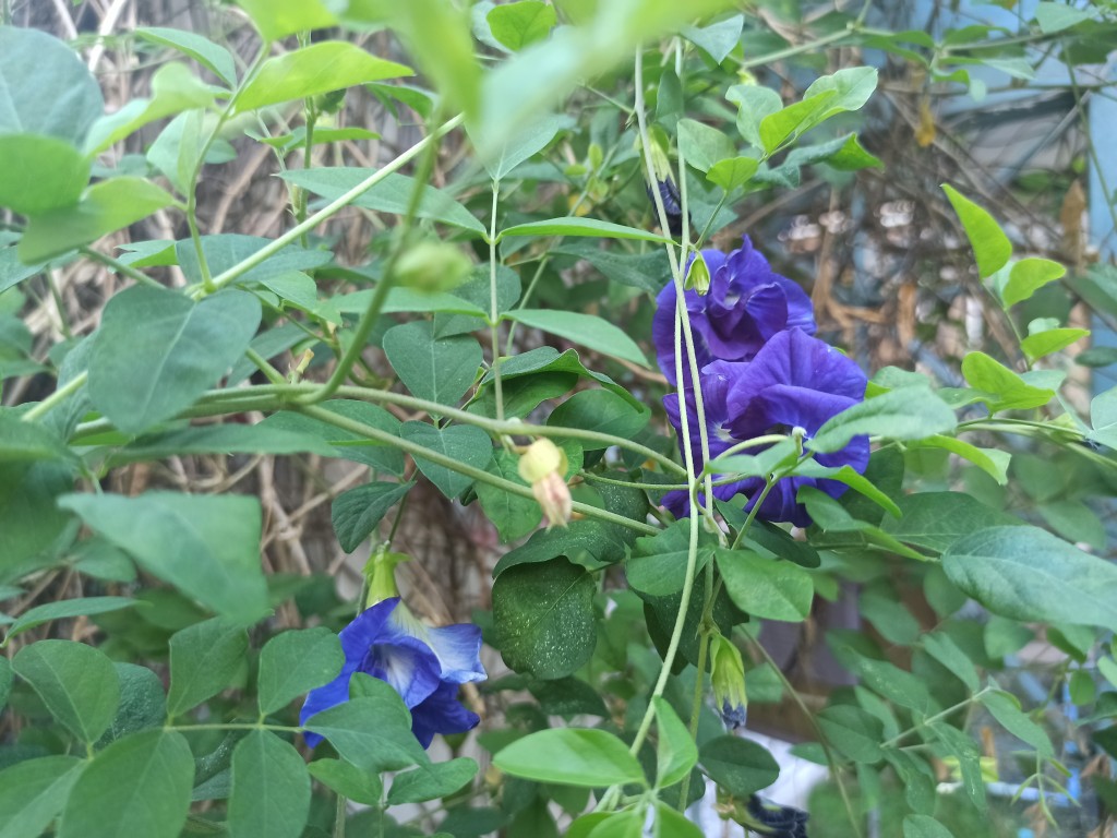 Discover magical health benefits of a Thai blue Butterfly Pea tea Discover magical health benefits of a Thai blue Butterfly Pea tea