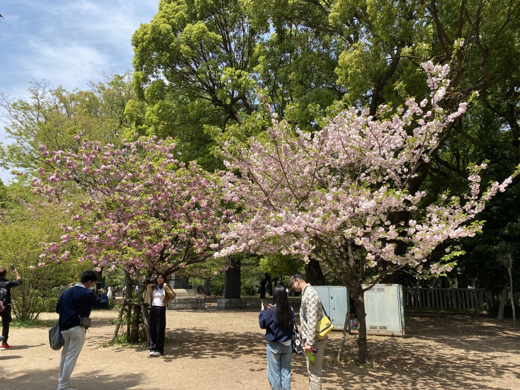 Cherry blossom in Ueno Park Cherry blossom in Ueno Park