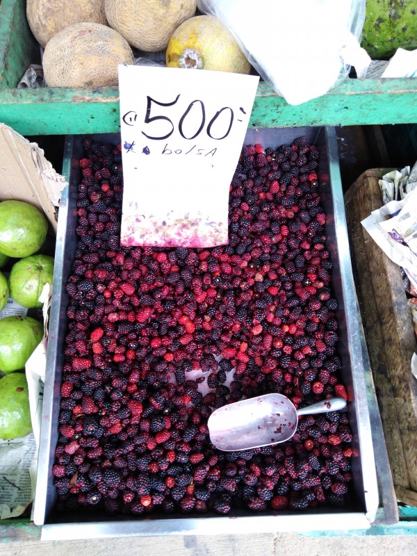 Costa Rican popular fruits - blackberries - mora